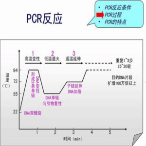 紮伊爾病毒PCR檢測試劑盒說明書	