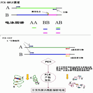核酸釋放劑(DNA-RNA通用型)