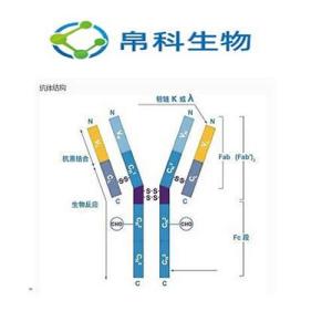 鋅指蛋白ZBTB3抗體規格