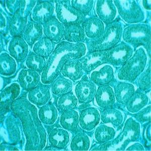 HCT 116/Loap耐藥株現貨供應	